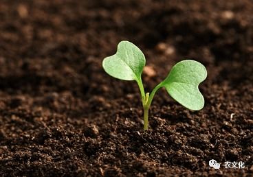 綠色高效肥料 趙秉強引領農業綠色發展的科技支撐