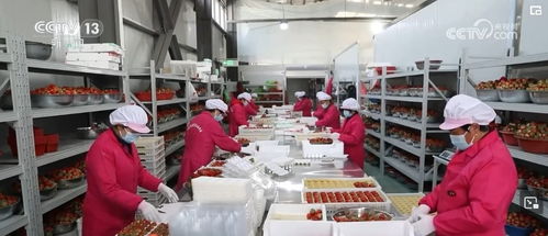 開發衍生農產品，發展創意農業 鄉村振興展現別樣美