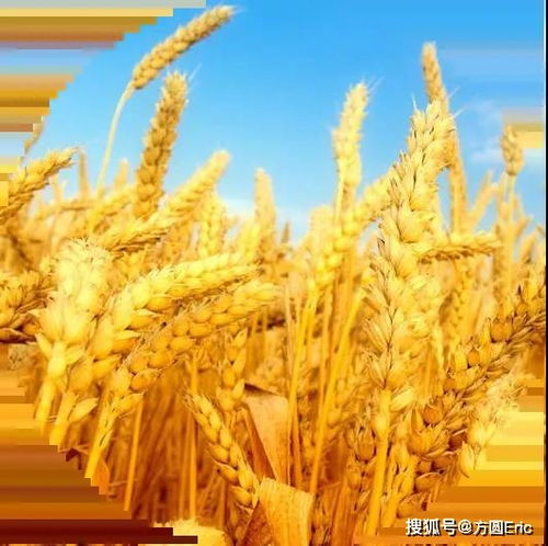 良好農(nóng)業(yè)規(guī)范（GAP）與初級農(nóng)產(chǎn)品 定義、核心與實(shí)踐意義