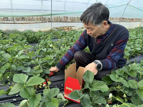 佛坪“綠卡”賦能農產品，初級產品勇闖大市場